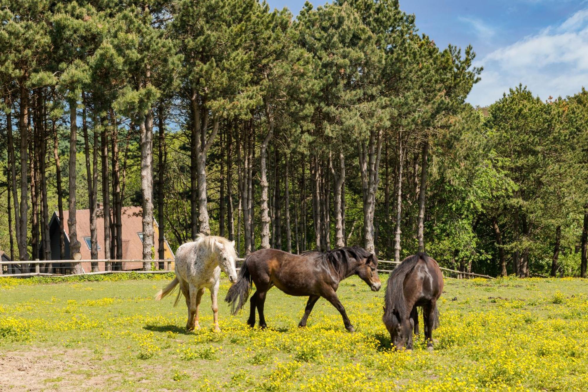 Les Pins De Cesar - La Campagne D'Etretat Hotel Saint-Jouin-Bruneval Екстериор снимка
